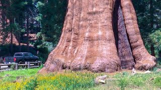 questa è la sequoia GIGANTE più grande al mondo [upl. by Farrel395]