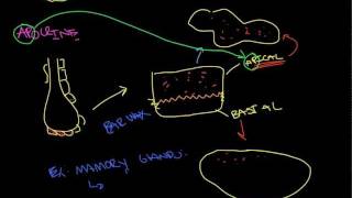 Glandular Epithelial Tissue [upl. by Nore]