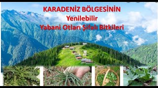 Karadeniz Bölgesinin Yenilebilir Yabani Otları Doğada Yabani Sebzeler [upl. by Kennet]