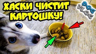 DOGVLOG ХАСКИ ЧИСТИТ КАРТОШКУ Говорящая собака [upl. by Nivert]