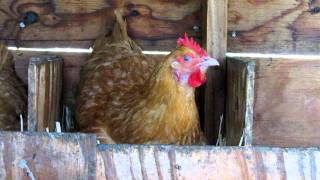 Chicken Squawking Video 1 [upl. by Aidul]