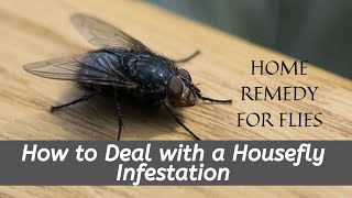 Home remedy for flies  How to Deal with a Housefly Infestation [upl. by Ehtyaf]