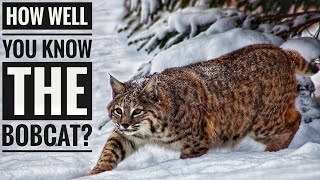 Bobcat  Description Characteristics and Facts [upl. by Sadonia281]