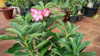 Adenium yak saudi [upl. by Denae]