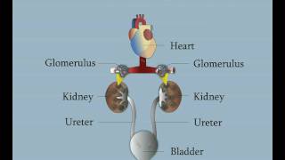 Normal Kidney Function [upl. by Alatea448]