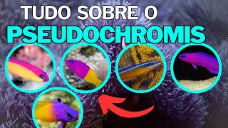 Tudo sobre o PSEUDOCHROMIS Bicolor Fridmani Aldabraensis Gramma Loreto Springeri Purple [upl. by Naus524]