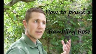 How to prune a Rambling Rose [upl. by Monarski]