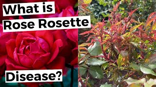 Rose Rosette Disease Treatment  Witches Broom Virus Identification amp Control [upl. by Nylave]