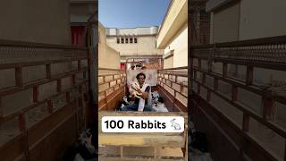 100 Rabbits P1 shorts shortvideo viral rescue rabbits pets [upl. by Eidson531]