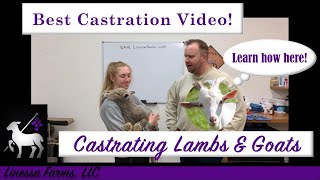 Best Band Castration Instructional Video How to Castrate a Lamb or Goat [upl. by Ardnahc747]