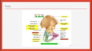 Anatomy of the Hip Bone Pubis and Acetabulum Tutorial by Dr Nazif [upl. by Hoffer]