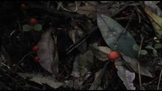 Real Yowie encounter in Blue Mountains NSW Australia [upl. by Leatrice]