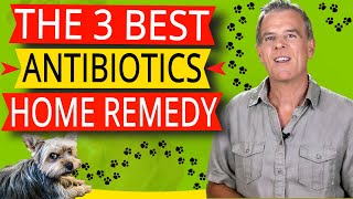 Natural Antibiotics For Dog Home Remedy The 3 BEST And How To Use Them [upl. by Enirtak329]