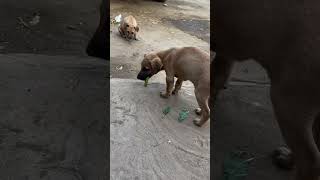 Tusi mote mote ho dog puppy cute [upl. by Austin]