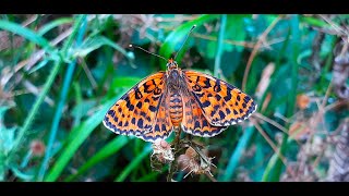 Melitaea Didyma  The Spotted Fritillary or Redband Fritillary [upl. by Imoin]