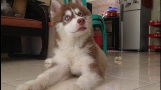 Husky Puppy Crying and Howling [upl. by Aisiram]