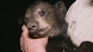 Black Bear Cub Dies Mysteriously  BBC Earth [upl. by Eatnoed]