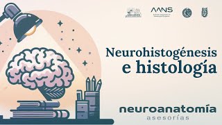 Histología del Sistema Nervioso  Neuroanatomía Asesorías  AANS ESMIPN [upl. by Aicnelev]