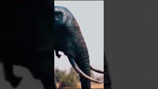 Elephant on SAVANNAH MOVIE [upl. by Jeu619]