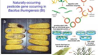 Bt Corn [upl. by Thain918]