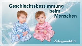 Zytogenetik 03 – Geschlechtsbestimmung beim Menschen [upl. by Marchal]