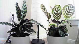 Mesmerizing Calathea Movement [upl. by Latnahs]