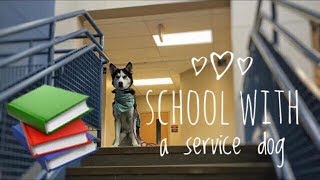 Service Dog at High School [upl. by Singleton]