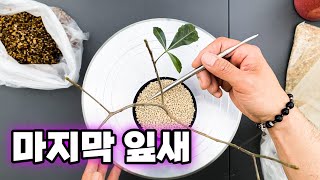 바오밥 마다가스카렌시스 분갈이  Adansonia madagascariensis Rooting REPOTTING [upl. by Elbart]