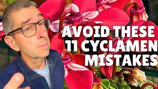 Indoor Cyclamen 11 Mistakes to AVOID [upl. by Akenor691]