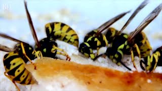 Yellow Jackets Swarming Near You What They Are What They Eat What To Do [upl. by Nestor461]