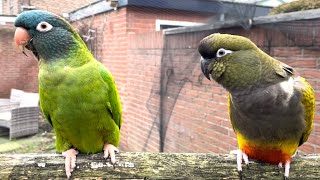 Blue Crown amp Patagonian Conure 🦜 [upl. by Hardej]