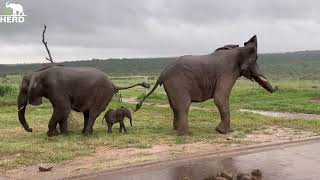 A Whirlwind of Elephant Commotion as Heavy Rain Pours Over Lundi amp Phabeni’s Meeting [upl. by Nillor307]