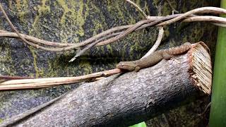 Lepidodactylus lugubris vocalizations [upl. by Cowley]