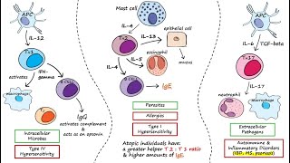 Helper T Cells [upl. by Ellak]