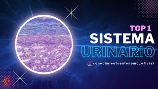 Sistema Urinario Sesión 1  HISTOLOGÍA [upl. by Arual783]