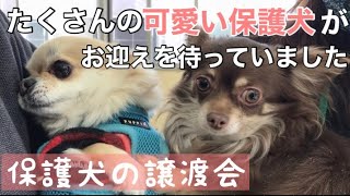 ペットショップで買う前に譲渡会へ★可愛い保護犬たちが家族のお迎えを待ってます！ [upl. by Gaye]