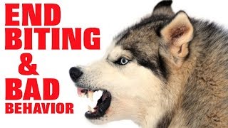 Easily STOP Husky Aggression Biting Nipping And More Works For All Breeds [upl. by Adnir]