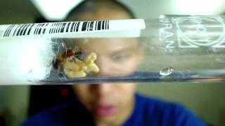 Camponotus maculatus Queen with first Nanitic What to do next by AntsCanada [upl. by Edette319]