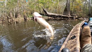 Fishing the river for flat fish Shellcrackers and Bream [upl. by Stavros]