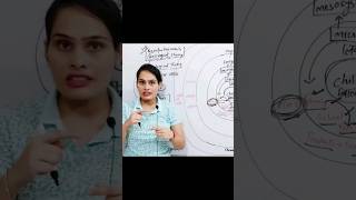 Bronfenbrenners Bioecological System Theory CDP for CTET and HTET by Pramila yaduvanshi [upl. by Anilegnave]