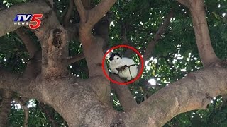 Is This Cat Holding a Small Machine Gun  Telugu News  TV5 News [upl. by Elery]