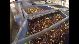 Automation of a coffee farm in Brazil Harvesting drying separation and cleaning of the seed [upl. by Gable]