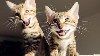 Bengal Kittens Scream Chirp Bark and Meow Very Loud [upl. by Ecinahs]