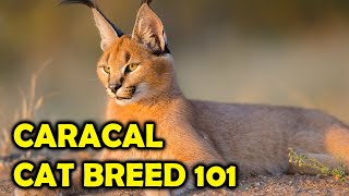 Caracal Cat Breed 101 Everything You Should KnowAll Cats [upl. by Eslud]