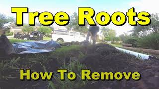 Yard Drain  How to Cut Large Tree Roots [upl. by Michelina]