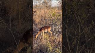 Herd of Antelopes in Kruger National Park South Africa [upl. by Llewon]