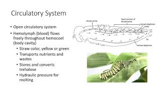 Internal Insect Morphology [upl. by Lemrac318]