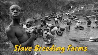 Southern Slave Breeding Farms [upl. by Mateya]