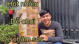 4 Bí mật về dòng CHIM HÚT MẬT  cách nuôi  lựa chọn và chăm sóc chim hút mật  lồng chim Vũ MInh [upl. by Kaela]