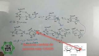 Formación de la Sacarosa  Enlace Glucosídico  Azúcar Invertida  Azúcar Reductora y No Reductora [upl. by Allemac]